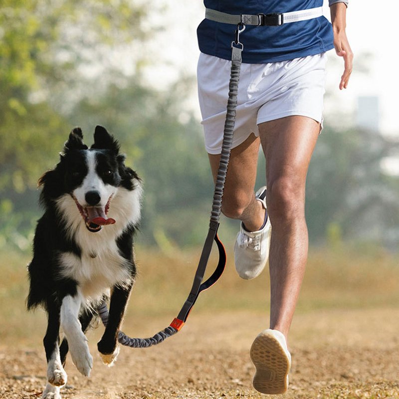 Dog Throw String Retractable reflective pet traction rope - China Pet Products Wholesaler