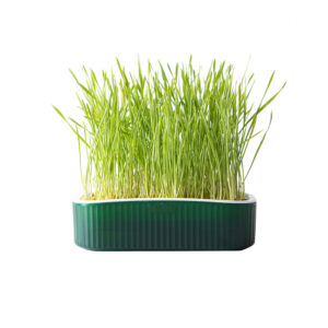 Hydroponic cat grass box