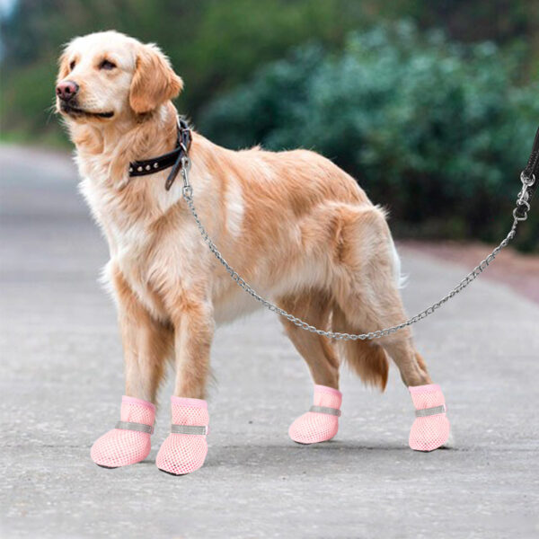 BW3307176(5) How to Prepare for a Hiking Trip with Your Dog