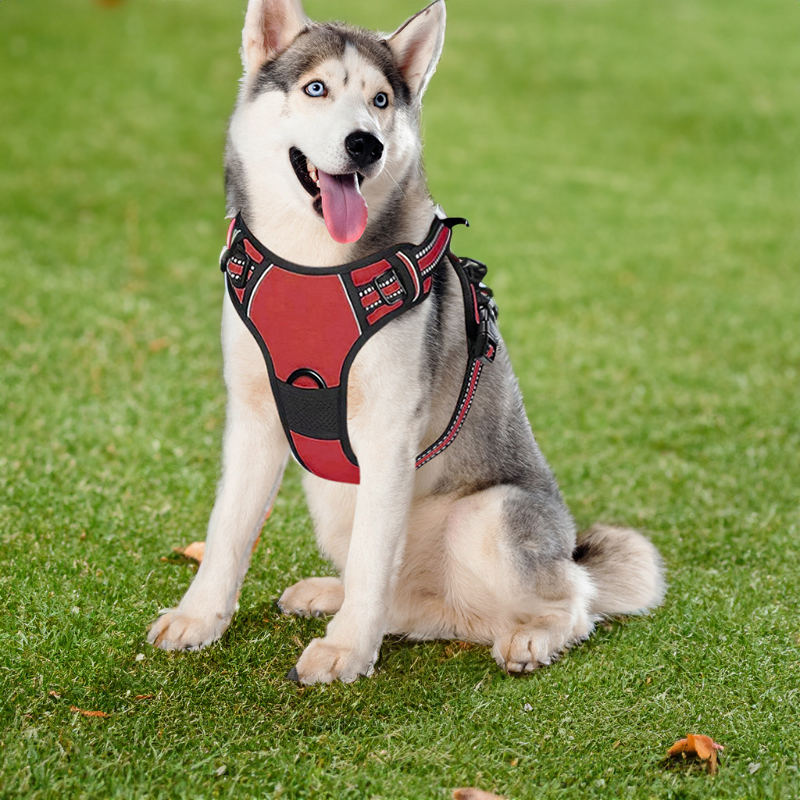 How to Prepare for a Hiking Trip with Your Dog