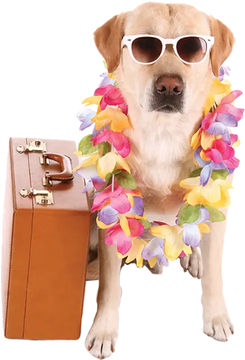 Trustworthy Wholesale pet Supplies