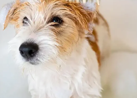 Best carpet Rake for pet hair